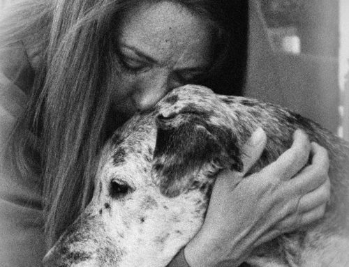 Loving and Losing… and Loving Again:  Coping With the Loss of a Treasured Companion