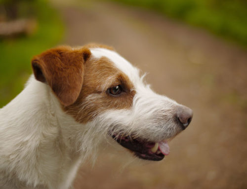 Adoption, Rescue, and the Terrier Who Stole the Show
