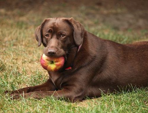 [VIDEO] Can Dogs and Cats Go Vegan, Too?