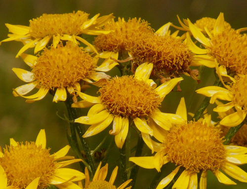The Homeopathy Series: What is Homeopathic Medicine? Featured Remedy – Arnica Montana